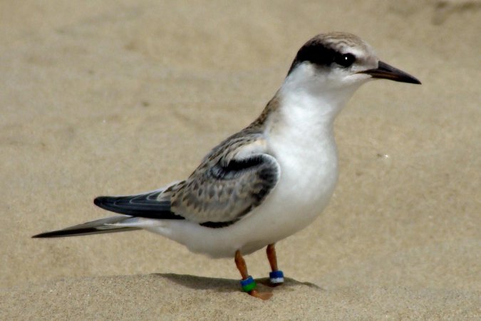 Photo (22): Least Tern