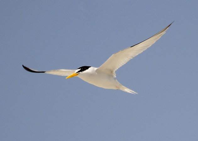 Photo (2): Least Tern