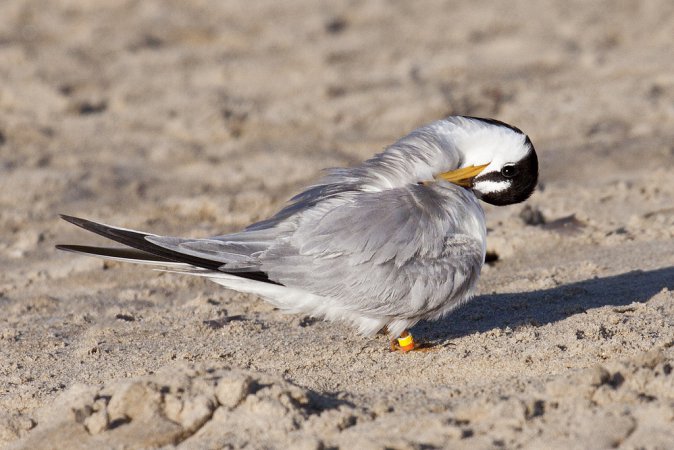 Photo (7): Least Tern