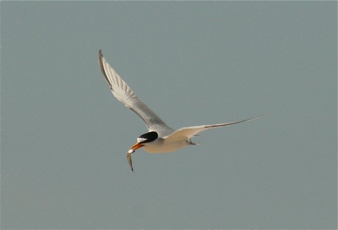 Photo (10): Least Tern