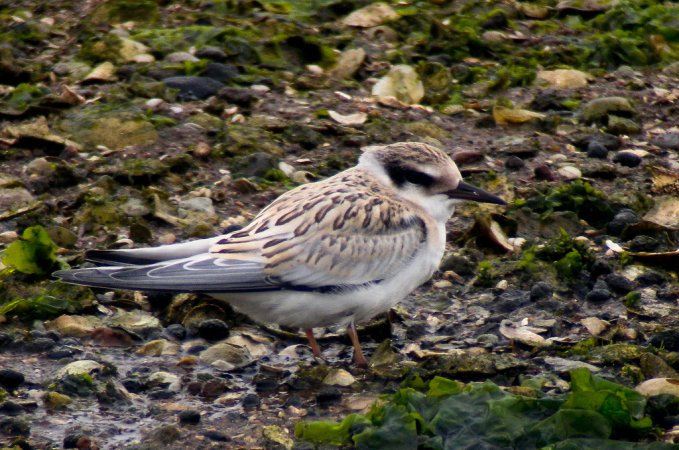 Photo (21): Least Tern