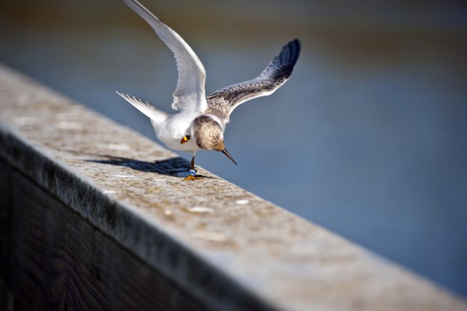 Photo (12): Least Tern