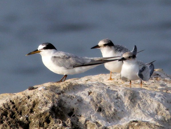 Photo (20): Least Tern
