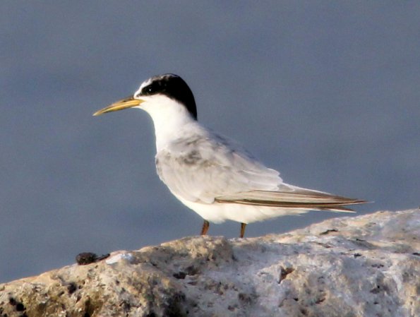 Photo (8): Least Tern