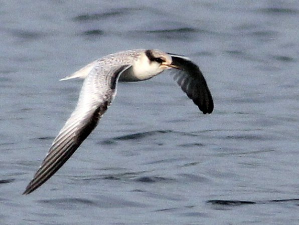 Photo (14): Least Tern
