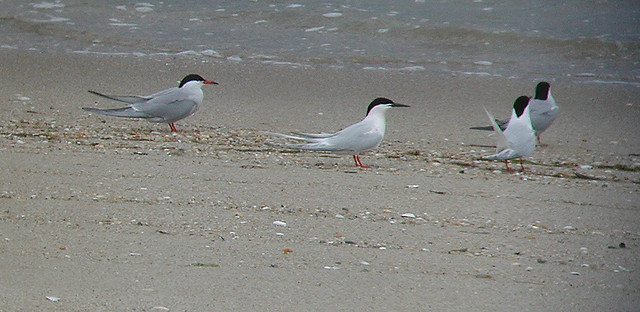Photo (7): Roseate Tern