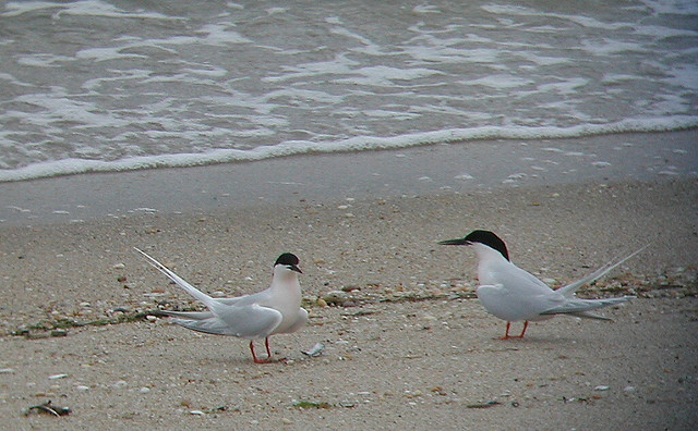 Photo (9): Roseate Tern