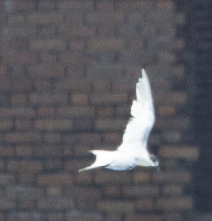 Photo (11): Roseate Tern