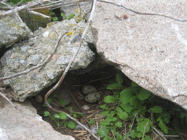 Photo (12): Roseate Tern