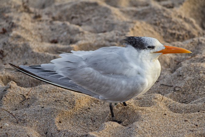 Photo (15): Elegant Tern