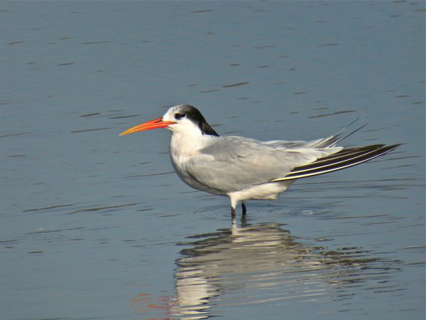 Photo (14): Elegant Tern