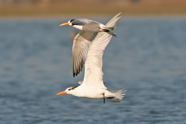 Photo (11): Elegant Tern