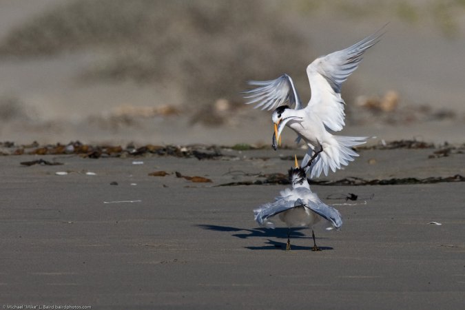 Photo (16): Elegant Tern