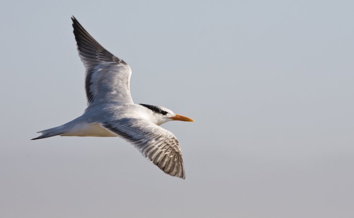 Photo (8): Elegant Tern