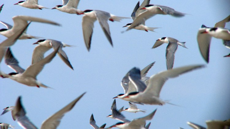 Photo (3): Common Tern