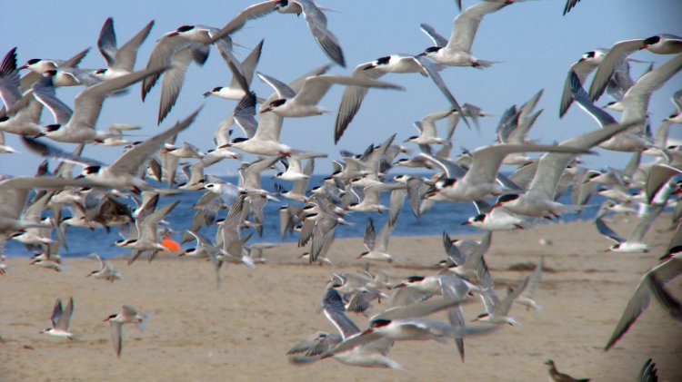 Photo (7): Common Tern