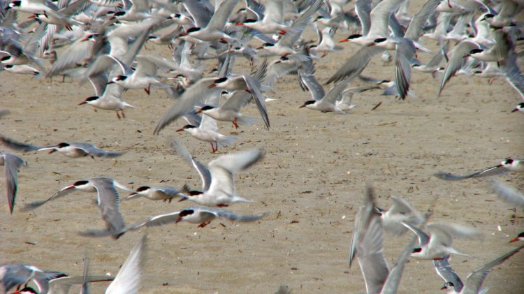 Photo (11): Common Tern