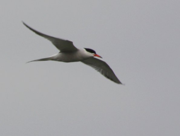 Photo (12): Common Tern