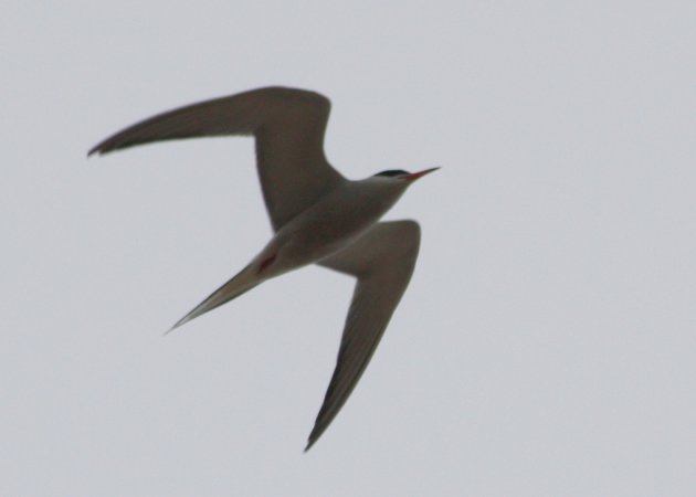 Photo (10): Common Tern