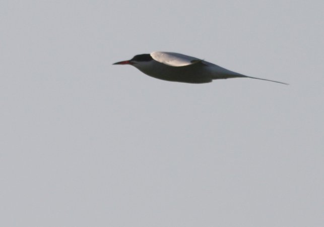 Photo (8): Common Tern