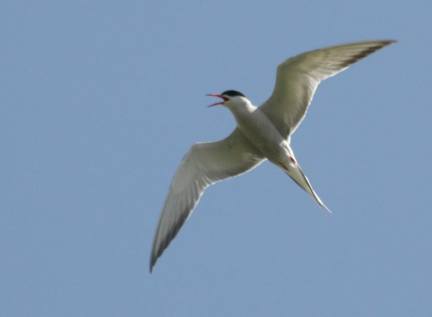 Photo (6): Common Tern