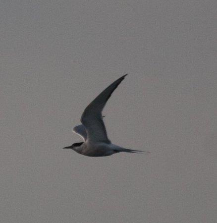 Photo (13): Common Tern