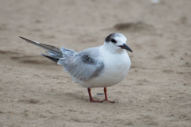 Photo (15): Common Tern