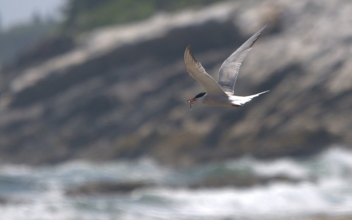 Photo (4): Common Tern