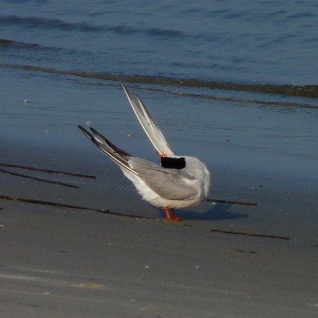 Photo (9): Common Tern