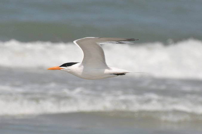 Photo (7): Royal Tern