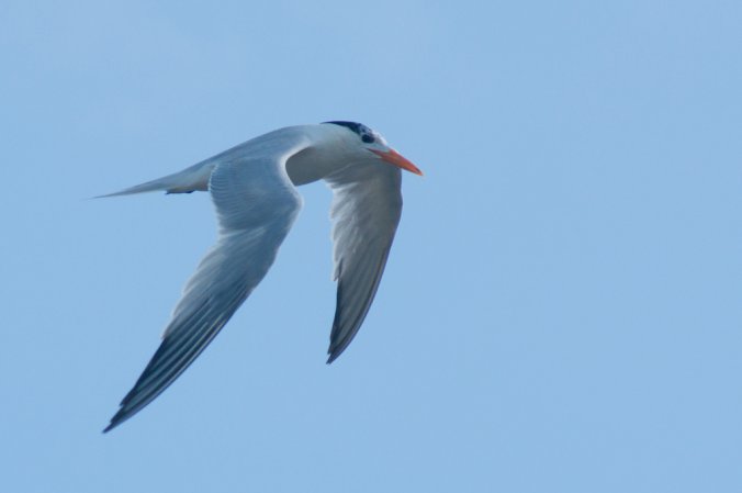 Photo (24): Royal Tern