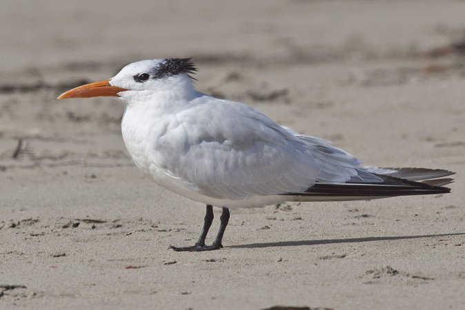 Photo (8): Royal Tern