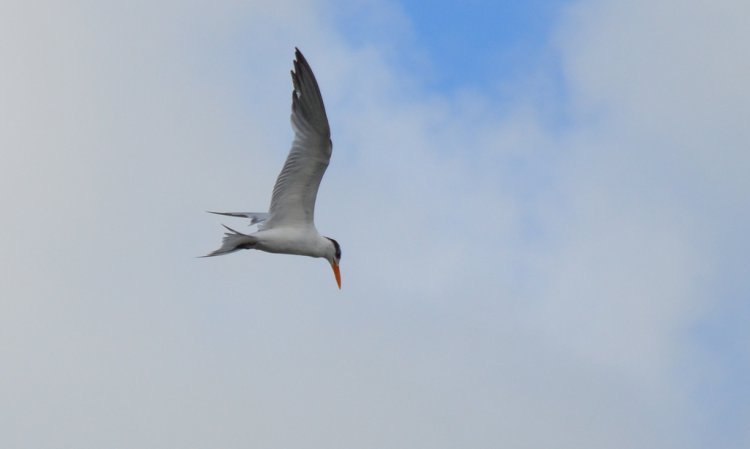 Photo (20): Royal Tern
