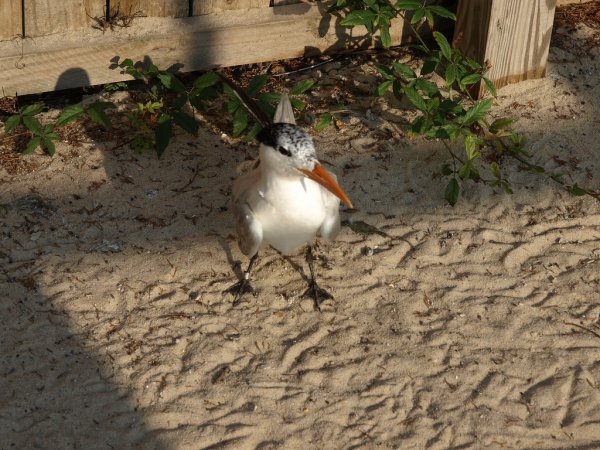 Photo (23): Royal Tern