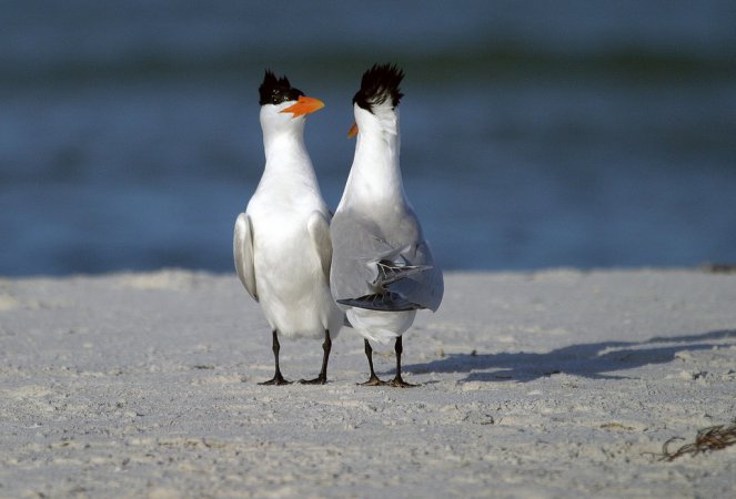 Photo (2): Royal Tern