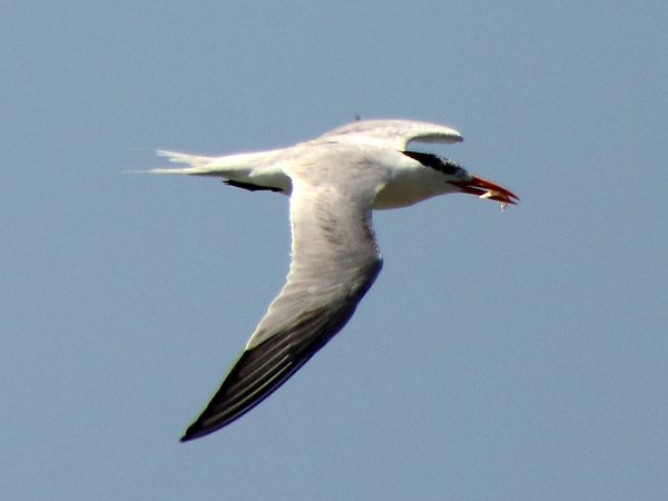 Photo (27): Royal Tern