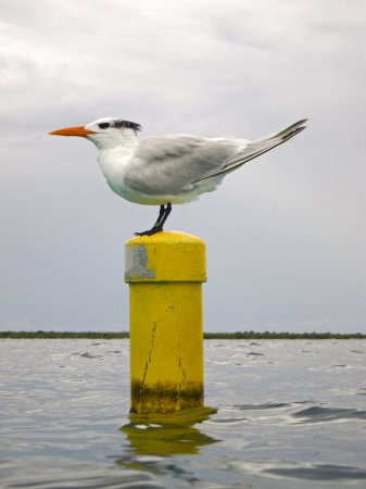 Photo (15): Royal Tern