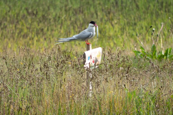 Photo (12): Arctic Tern