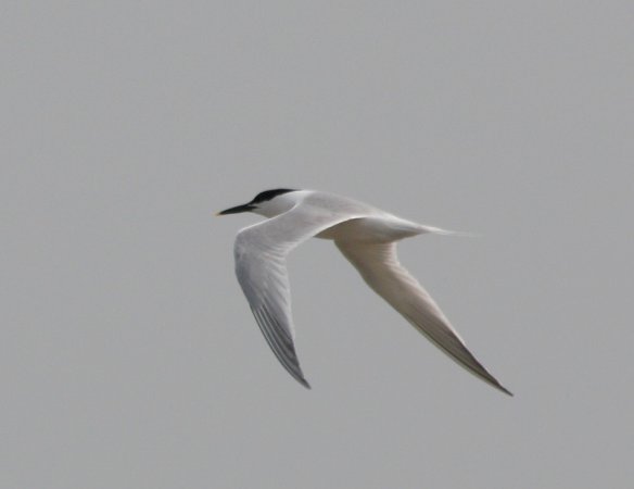Photo (7): Sandwich Tern