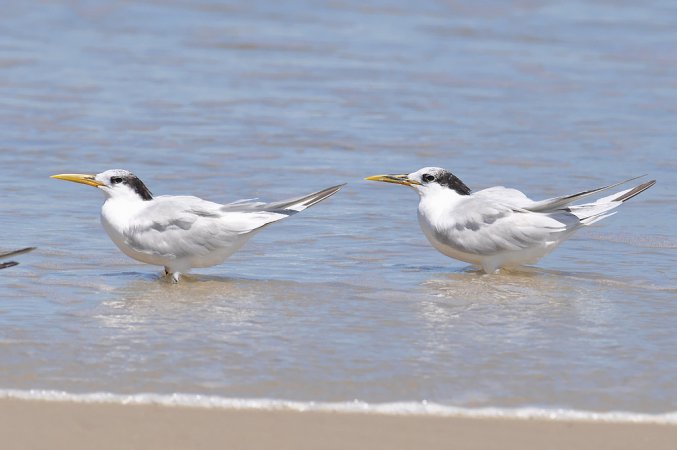 Photo (15): Sandwich Tern