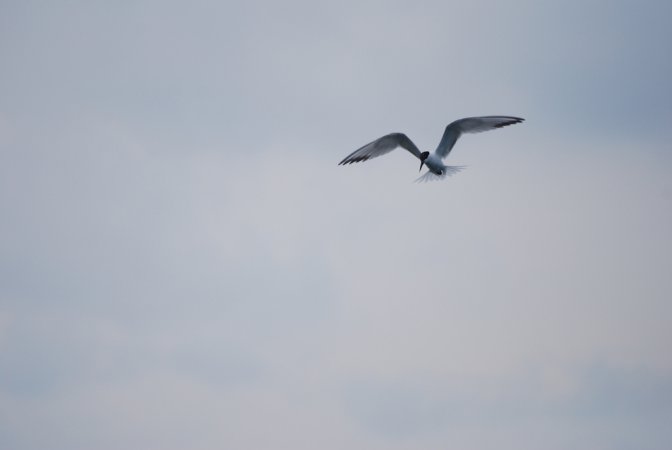 Photo (8): Sandwich Tern