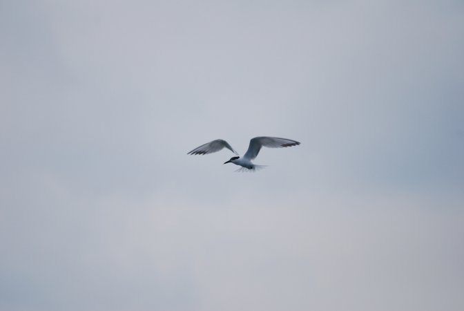 Photo (6): Sandwich Tern
