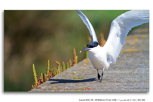 Photo (11): Sandwich Tern