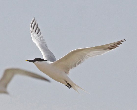 Photo (5): Sandwich Tern