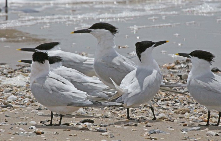 Photo (4): Sandwich Tern