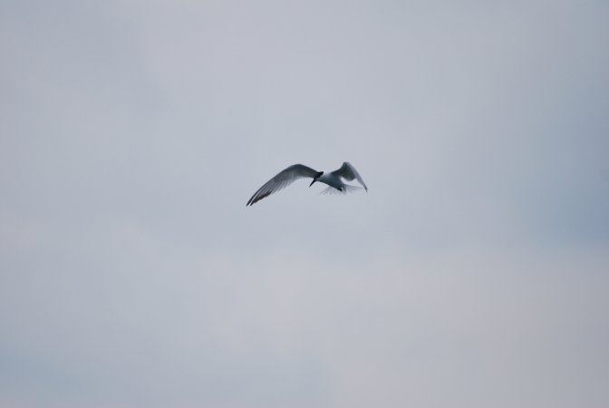 Photo (9): Sandwich Tern