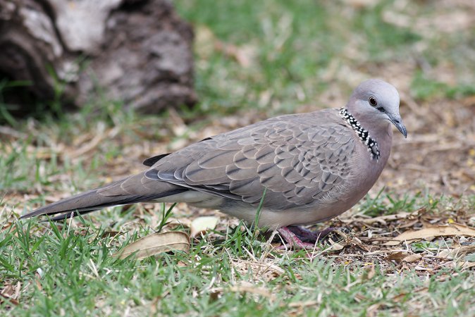Photo (4): Spotted Dove