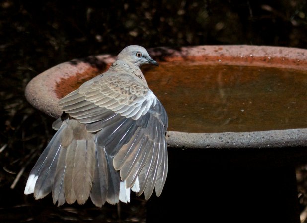 Photo (11): Spotted Dove