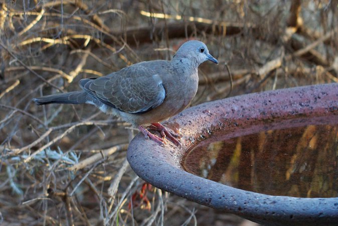 Photo (6): Spotted Dove