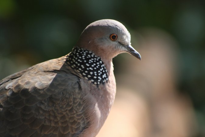Photo (17): Spotted Dove